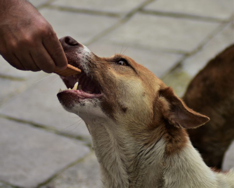 Street dog enjoying a meal