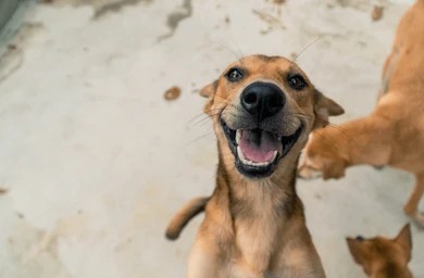 Community dogs waiting patiently